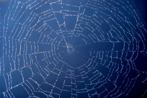  A picture of a spider web to show how small businesses can benefit from a web of backlinks.